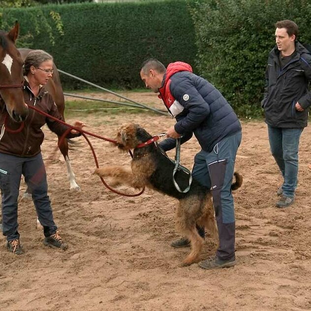 Eve, Airedale Terrier Buddy, Marian, Martin Rütter Hundetrainer Marcel Wunderlich, Anissa