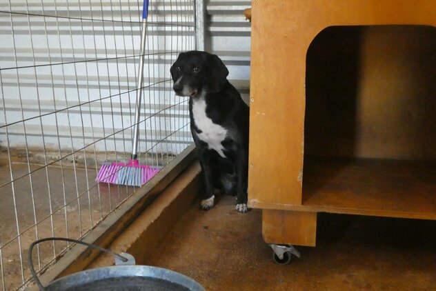 Angsthund versteckt sich hinter Hundehütte