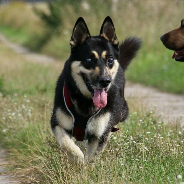 blinder Schäferhund kommt angerannt, daneben brauner Broholmer