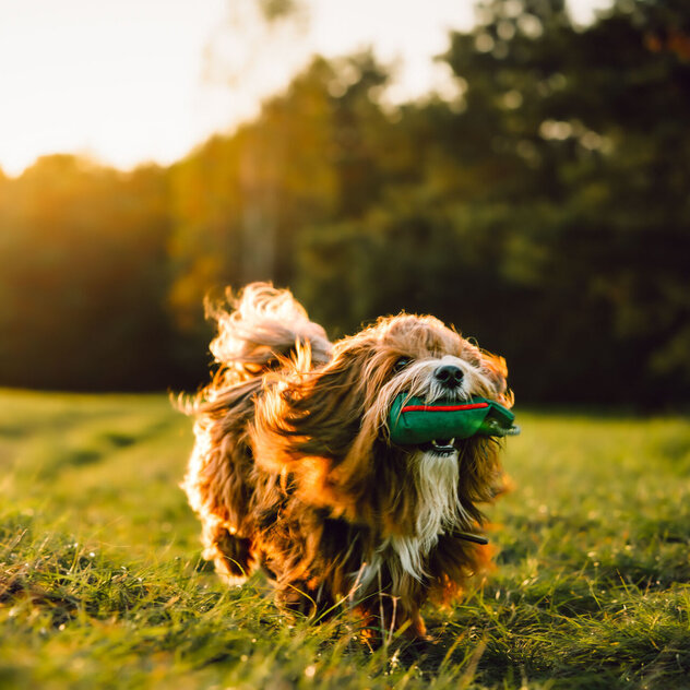 Beschäftigung-Apportieren