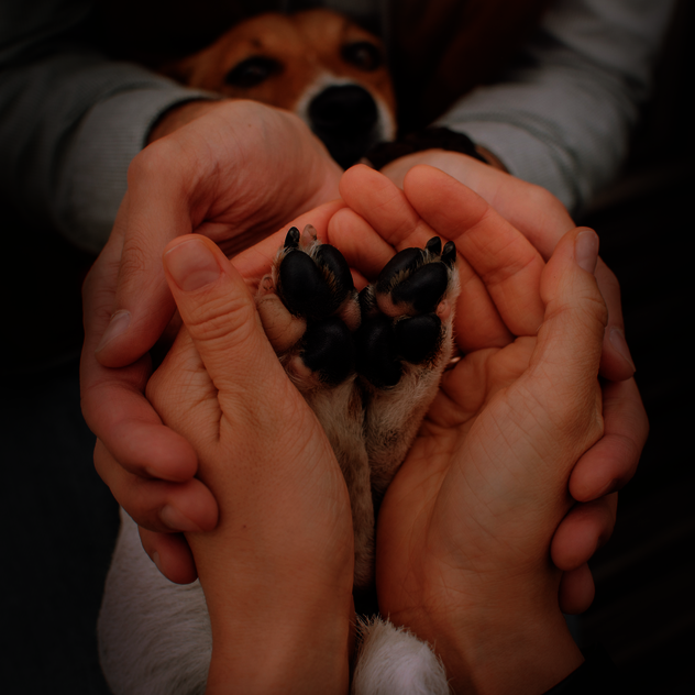 Einzeltraining für Hunde in Leipzig Einzeltraining Hund Leipzig mit Trainerin und Hund im Training