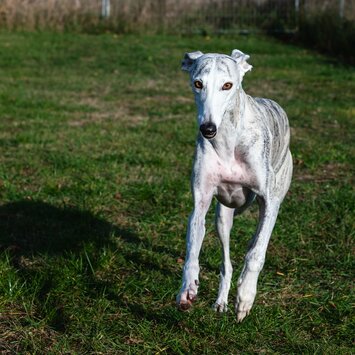 Galgo espanol auf Trainingswiese