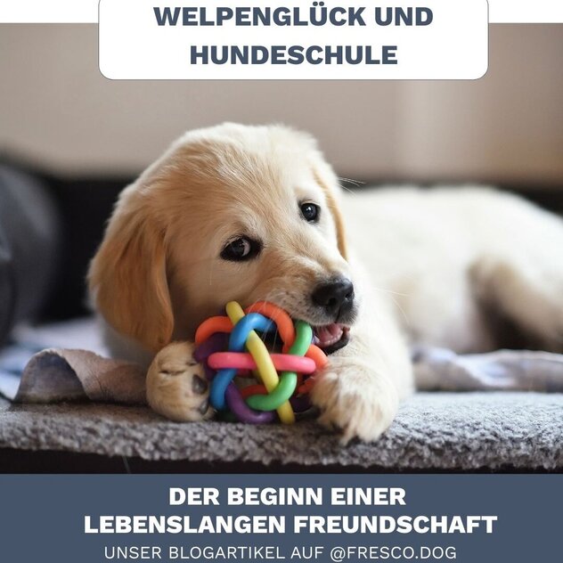 Golden Retriever Welpe @photology2000