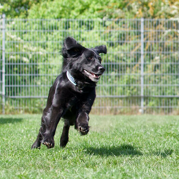 Hundebeschäftigung: Ein schwarzer Hund läuft um eine rote Tonne in einem Hoopers Agility-Parcours.