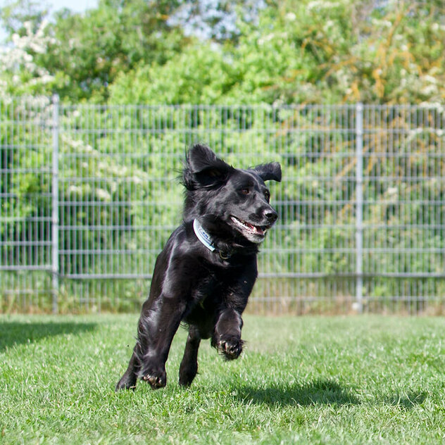 Hundebeschäftigung: Ein schwarzer Hund läuft um eine rote Tonne in einem Hoopers Agility-Parcours.