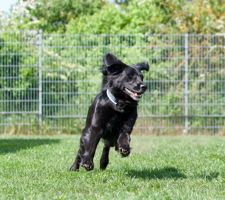 Hundebeschäftigung: Ein schwarzer Hund läuft um eine rote Tonne in einem Hoopers Agility-Parcours.