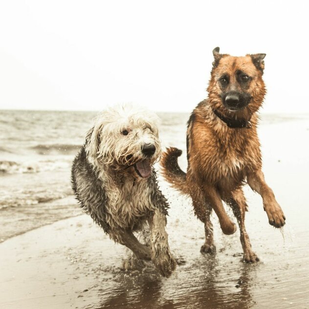 Was braucht Dein Hund zum glücklich sein?