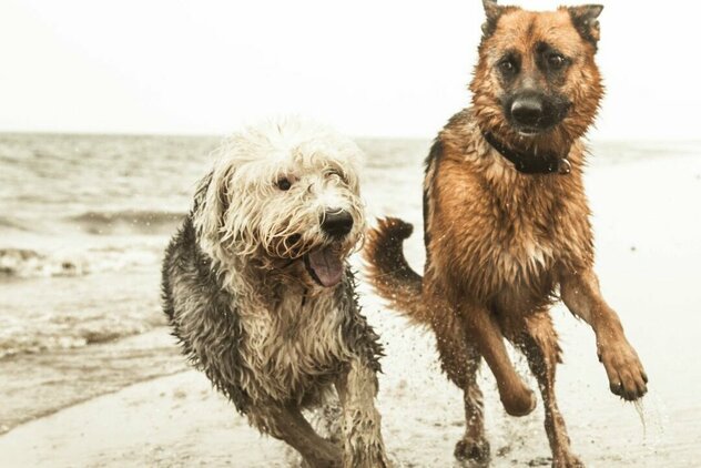 Was braucht Dein Hund zum glücklich sein?