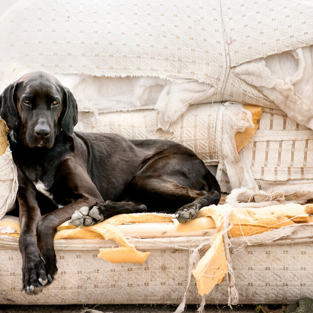 Großer Hund sitzt auf zerfetztem Sofa