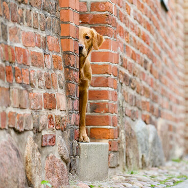 Ein brauner Hund schaut aus einer Tür hervor.