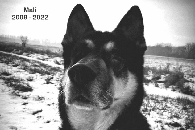 blinder Schäferhund Porträt Regenbogenbrücke