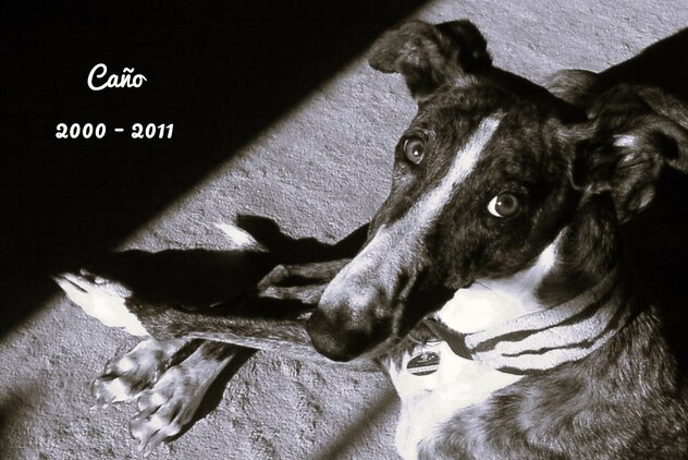 Galgo Espanol schaut in Kamera