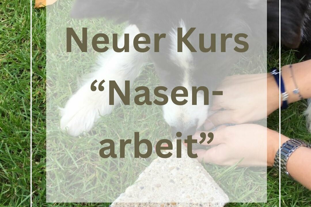 Hund bei der Nasenarbeit