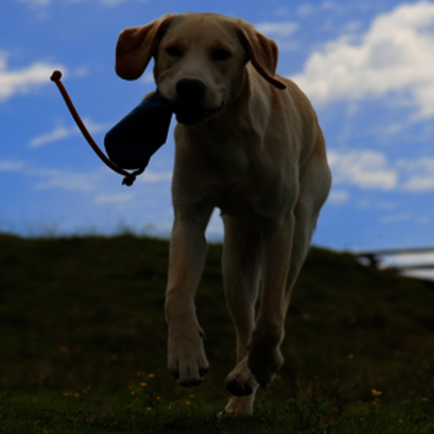 Cooper mit Apportierbeutel im Maul auf Kamera zulaufend