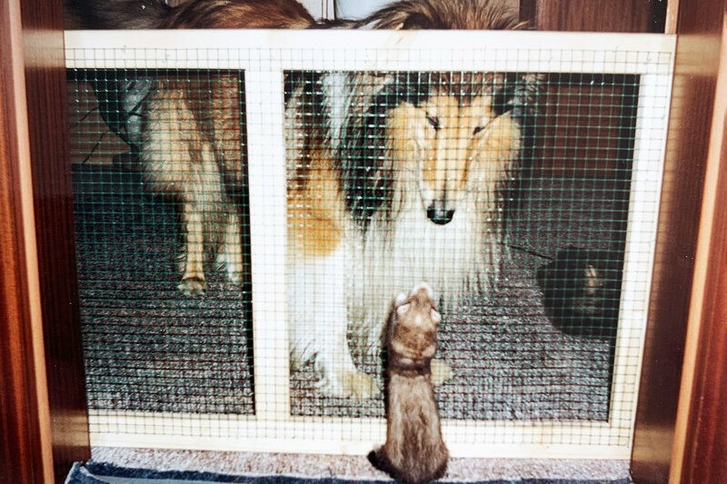 Collie mit Frettchen