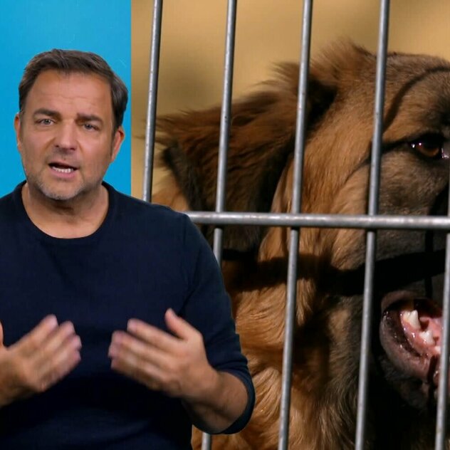 Martin Rütter kommentiert einen Ausschnitt zu Calito aus "Die Unvermittelbaren"