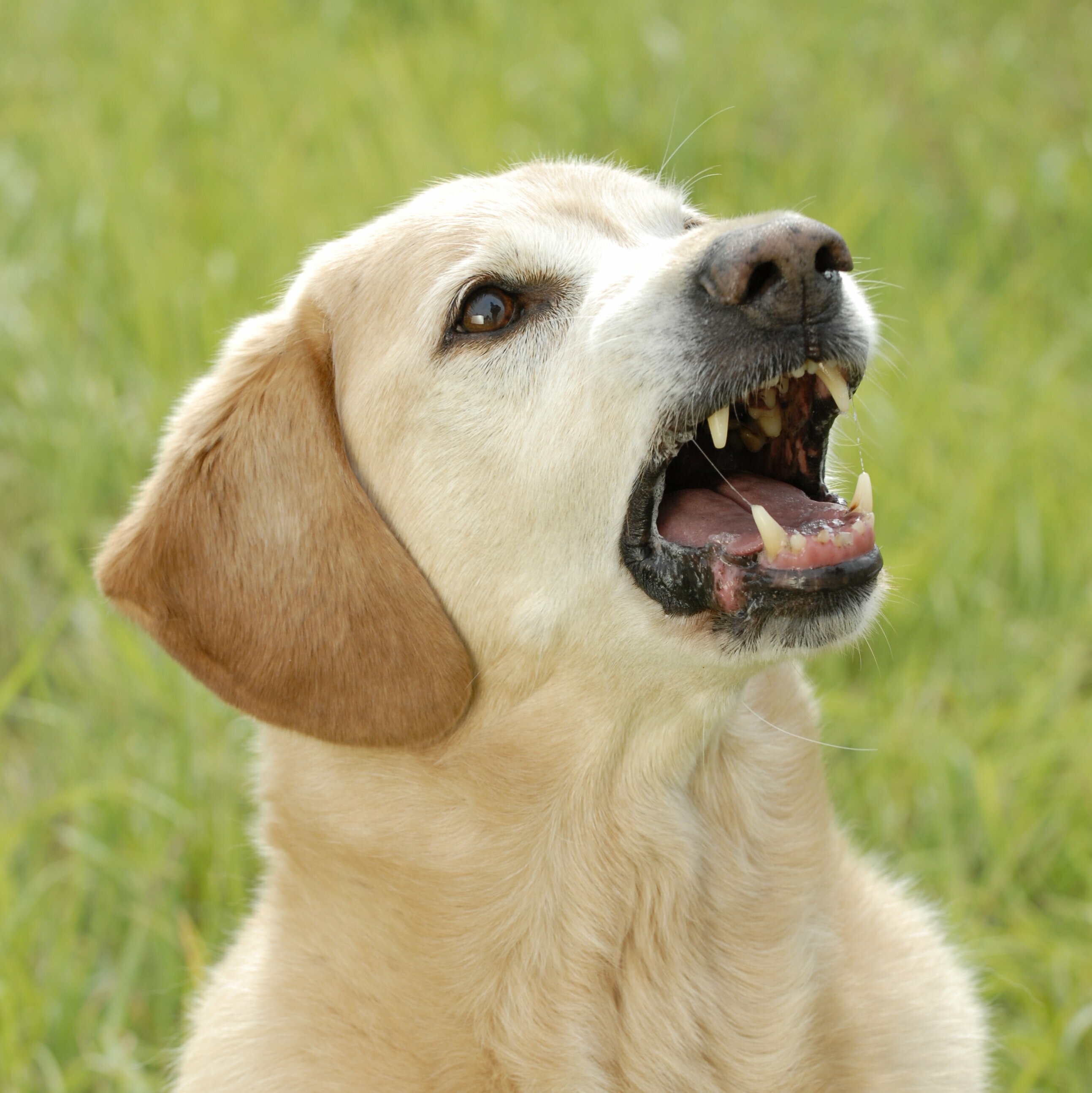 Labrador C-Maul