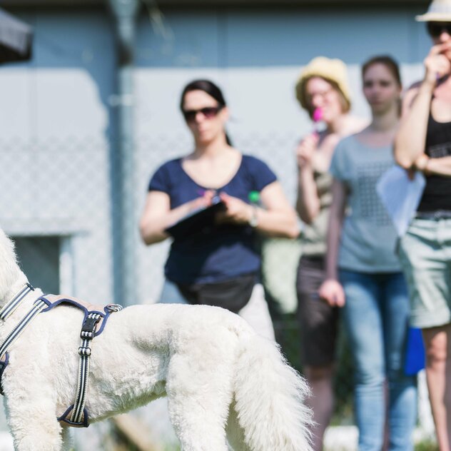 Hund steht am Zaun mit Blick zum anderen Hund. Halter beobachten die Situation.