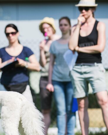 Hund steht am Zaun mit Blick zum anderen Hund. Halter beobachten die Situation.