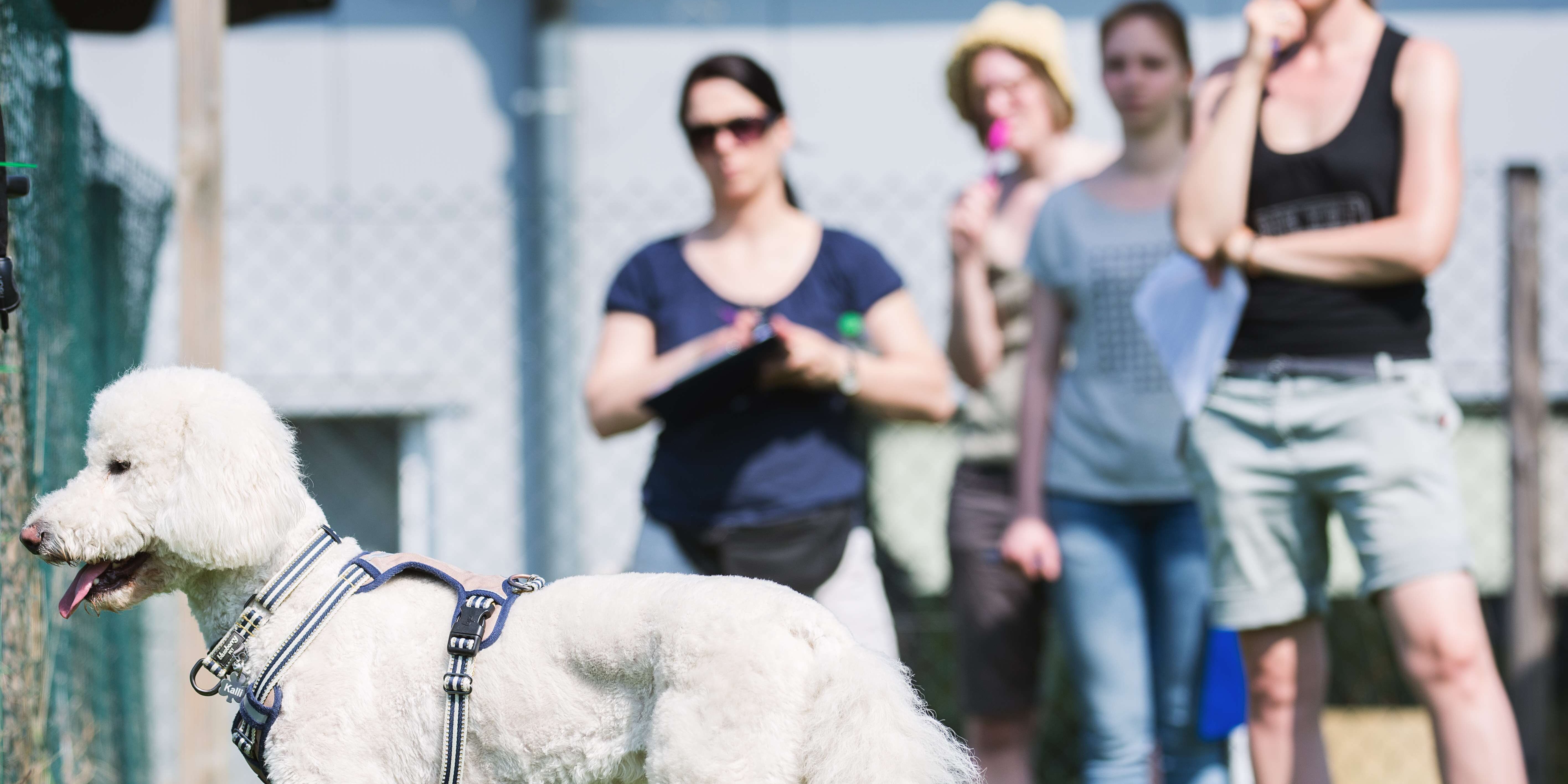 Hund steht am Zaun mit Blick zum anderen Hund. Halter beobachten die Situation.