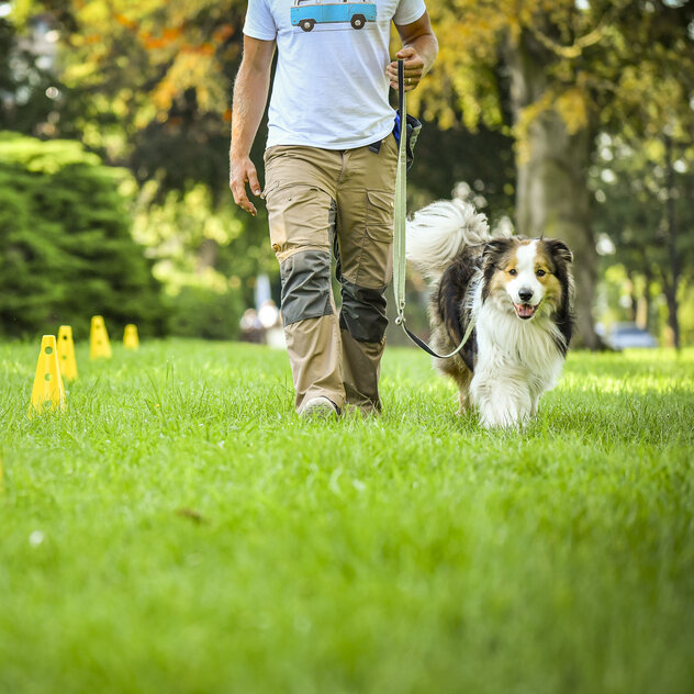 Hund an lockerer Leine mit Halter auf einer Wiese
