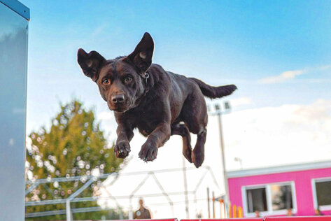 Hundeschule für die Region zwischen Garbsen und Rinteln: Ein brauner Labrador springt mit fliegenden Ohren über ein Hindernis.
