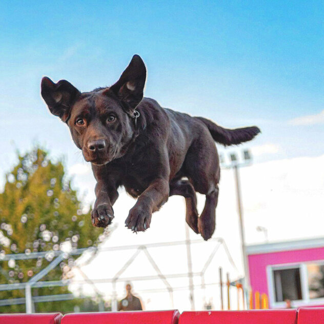 Hundeschule für die Region zwischen Garbsen und Rinteln: Ein brauner Labrador springt mit fliegenden Ohren über ein Hindernis.