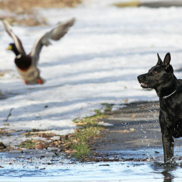 schwarzer Hund jagt Ente