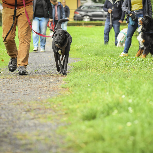 Mann schirmt seine Hunde ab