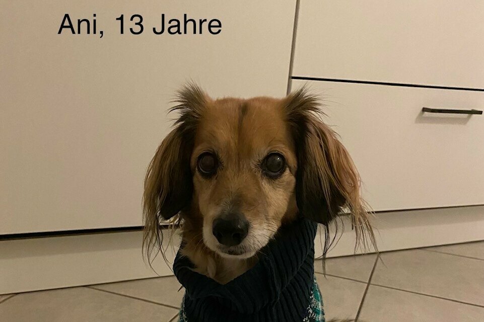 Mix-Hündin mit Pullover in Küche
