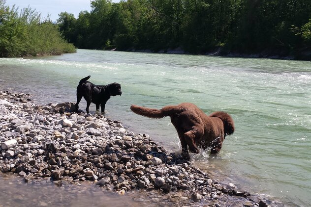 Ein schwarzer und ein brauner Hund springen gehen ins Wasser