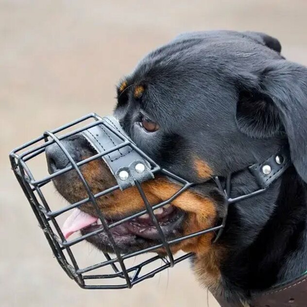 Rottweiler mit Maulkorb