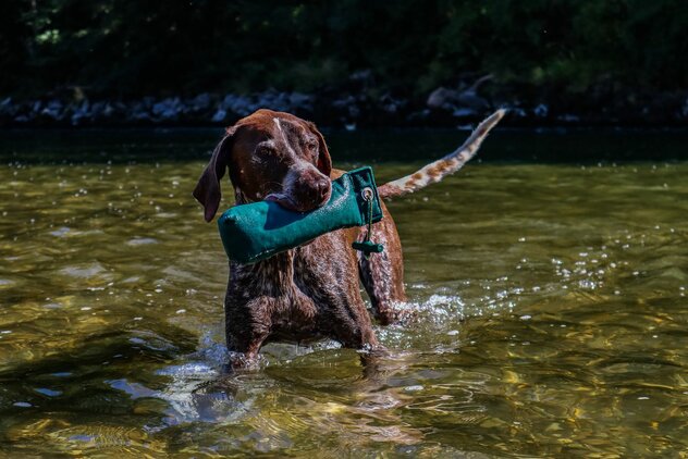 Jagdhund im Bach mit Dummy im Fang