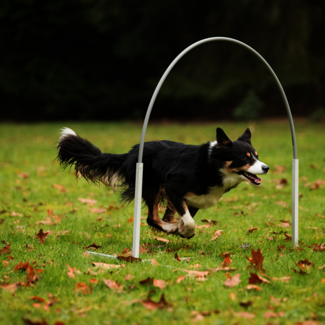 Hoopers Agility – Training und Spaß in unseren Beschäftigungskursen Hund Leipzig Hoopers Agility Hund Leipzig – Beschäftigungskurse für Hunde