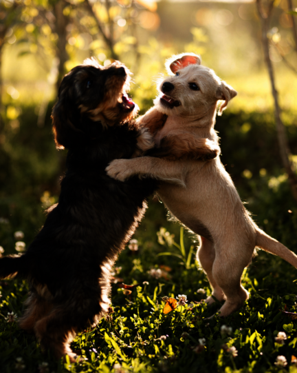 Junghundegruppe Einsteiger Leipzig – Training mit jungen Hunden ab 16 Wochen in der Hundeschule Leipzig