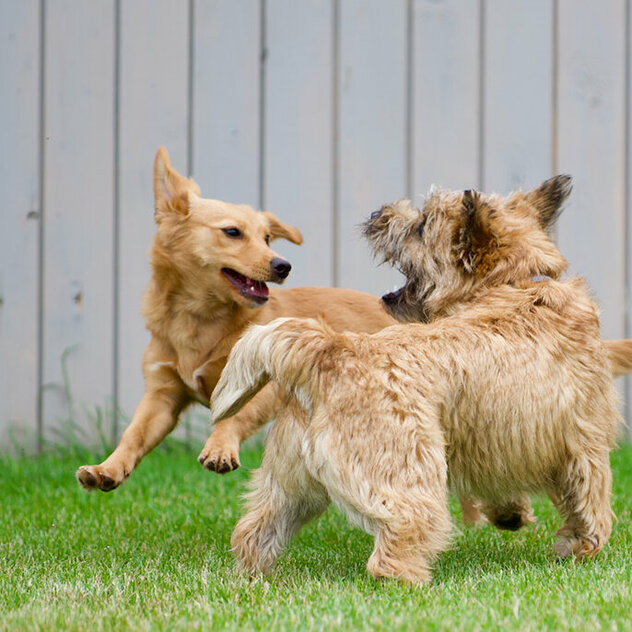 Drei kleine Hunde springen umeinander herum.
