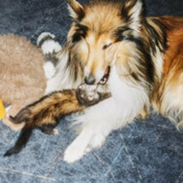 Hund mit Frettchen Collie