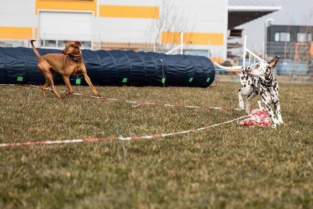 Eine Dalmatiner und ein Jagdhund rennen um einen Longierkreis