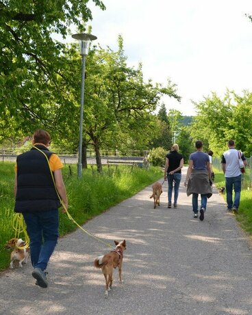 Halter gehen im Abstand zueinander gemeinsam mit Hund an der Leine spazieren.