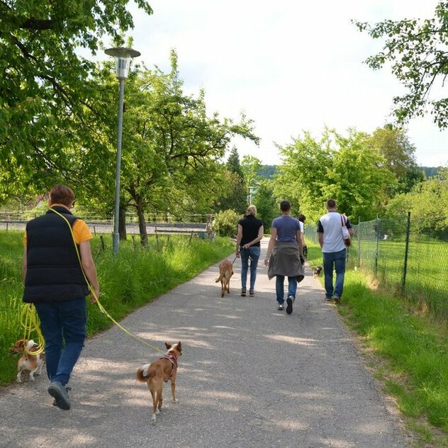 Halter gehen im Abstand zueinander gemeinsam mit Hund an der Leine spazieren.