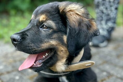 ein dunkler Schäferhund-Mix Welpe