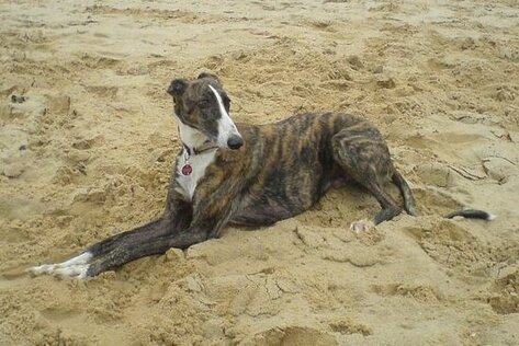 Galgo Espanol am Strand