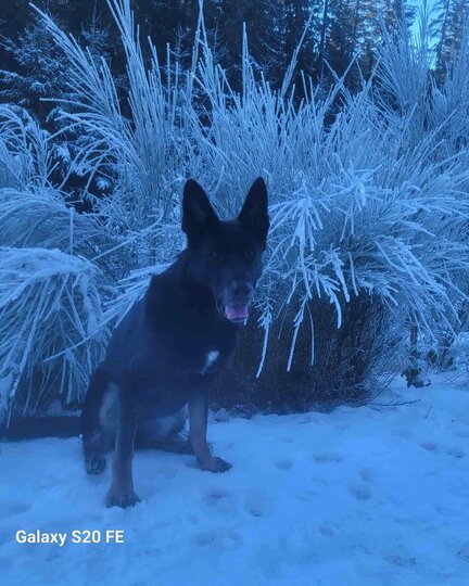 Martin Rütter Hundeschule Baden Baden Rastatt Schäferhund Unity Schwarzer Schäferhund sitzt im Schnee vor einem weiß gepuderten Busch