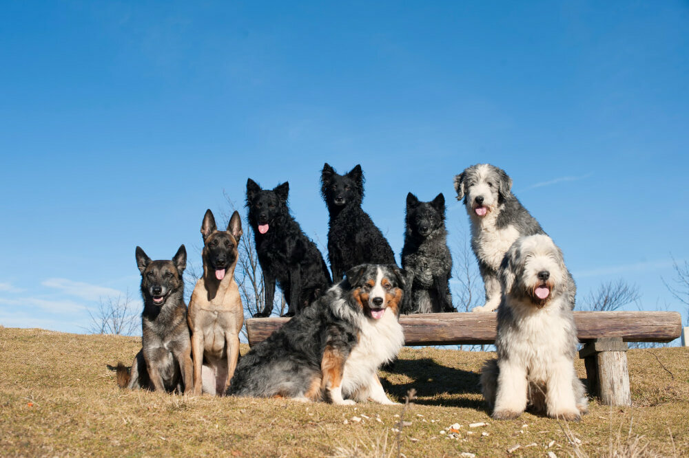 Viele Hunde verschiedener Rassen posieren für ein Foto. Blauer Hintergrund, Manche sitzen auf einer Bank