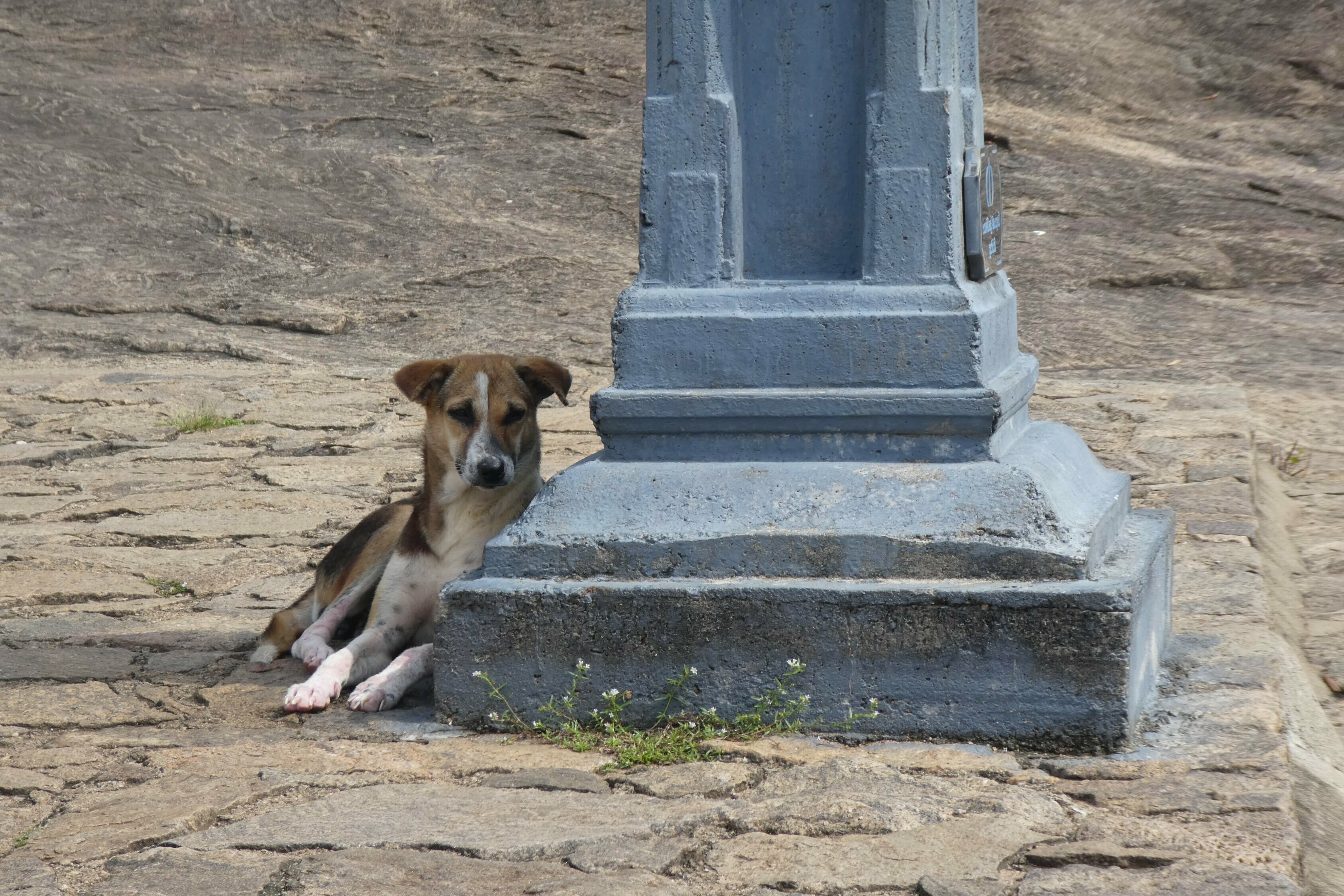 Straßenhund an Laterne liegend