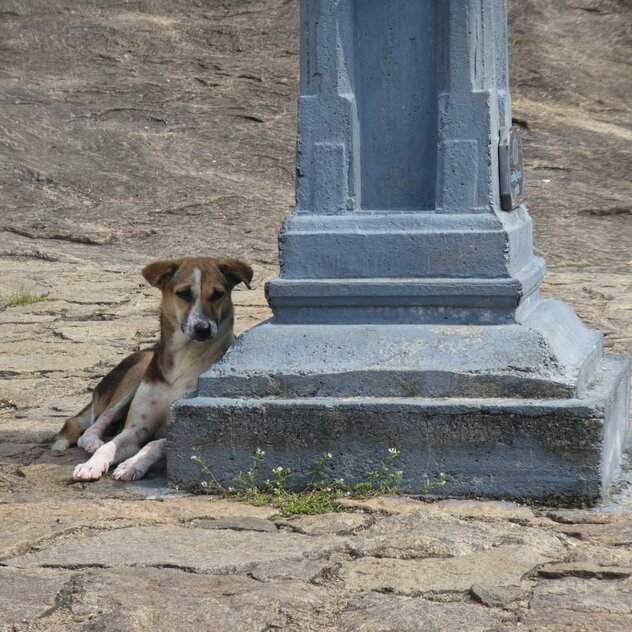 Straßenhund an Laterne liegend
