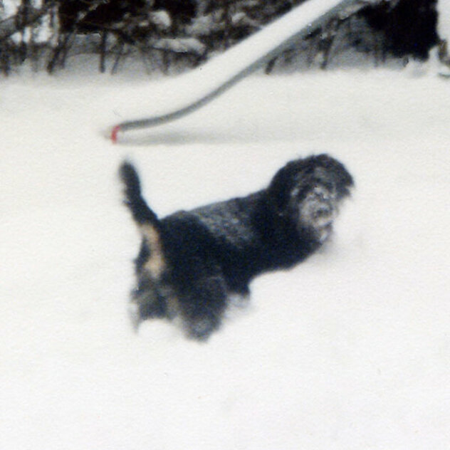 Schwarzer langhaariger Hund im tiefen Schnee