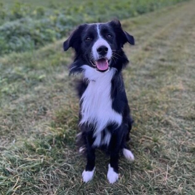 Border Collie Rüde sitzend im Feld mit Sonnenuntergang im Hintergrund