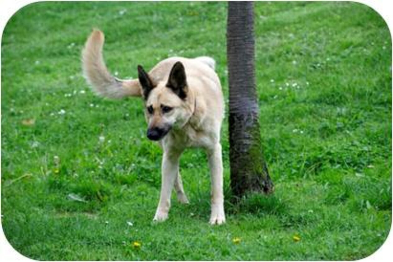 Hundeschule München und Freising München / Freising (Müller)