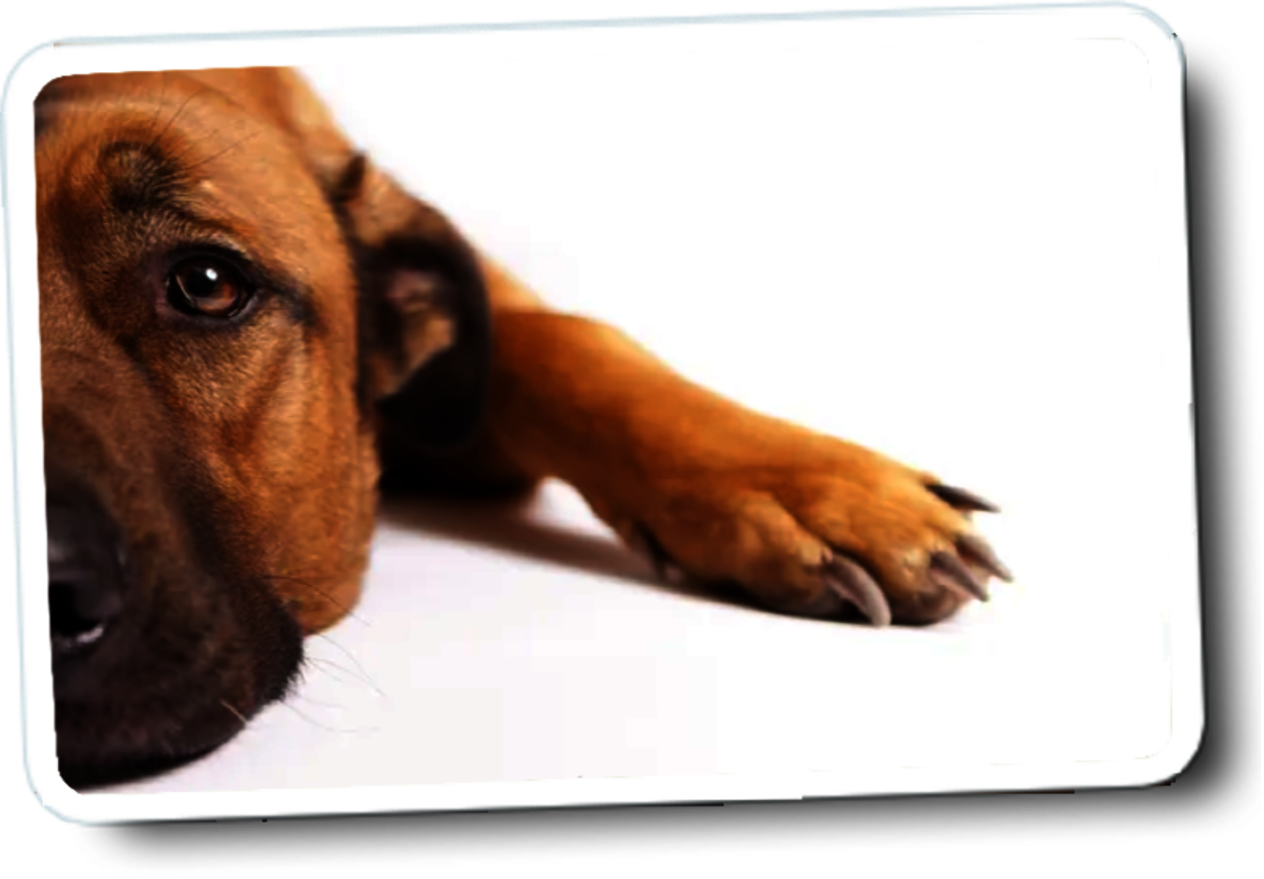 Wenn der Hund nicht zur Ruhe kommt | Schwerin
